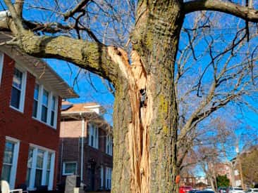 Emergency tree services Dallas