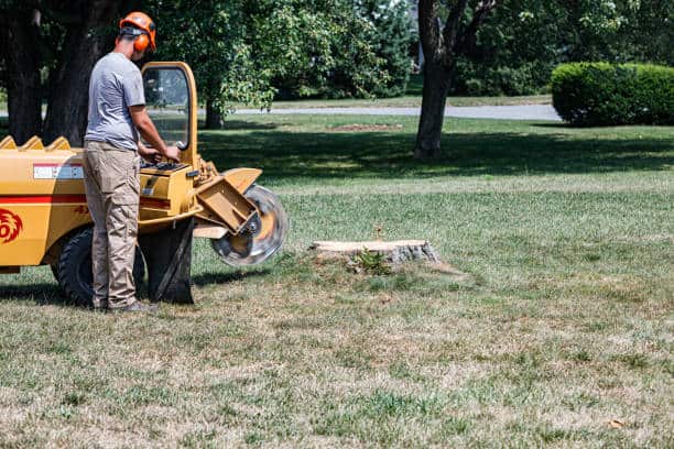 Hazardous tree removal Dallas
