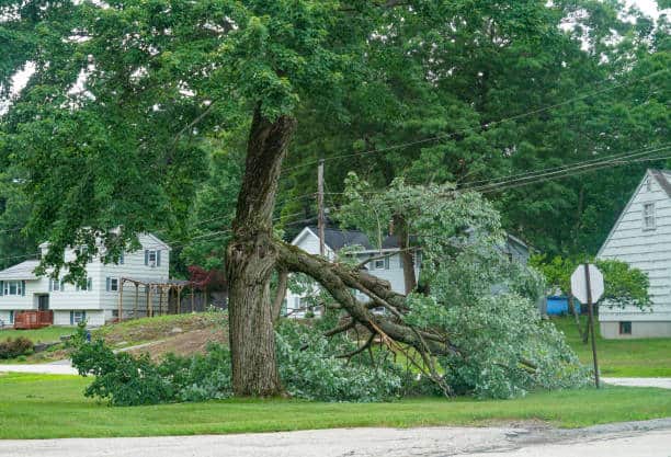 Storm damage tree removal Dallas
