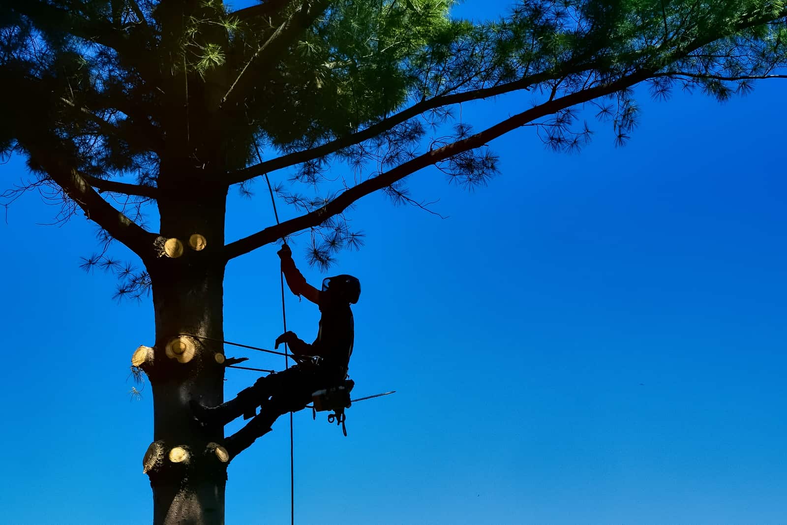 Tree pruning Dallas