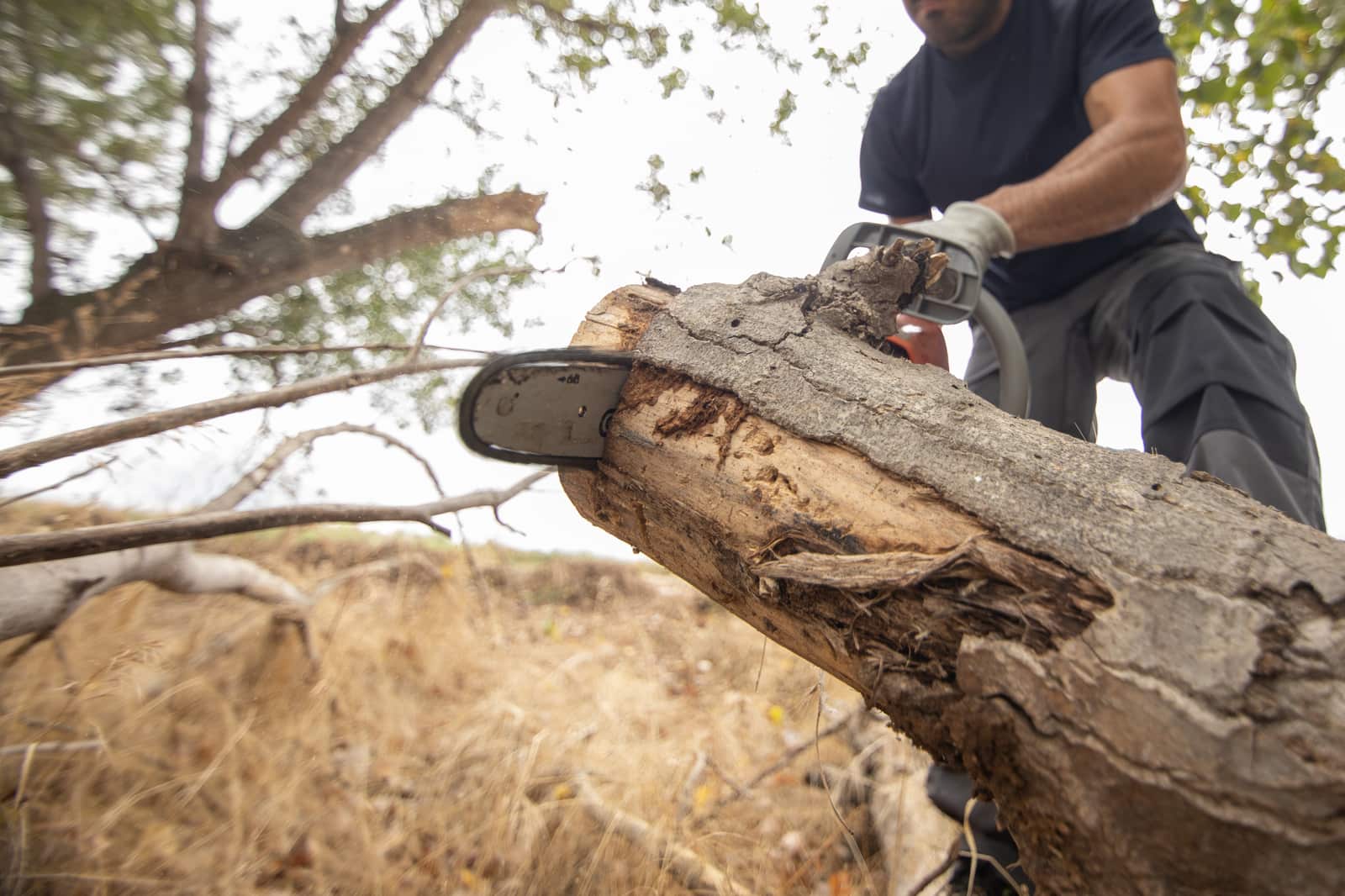 Tree removal Dallas