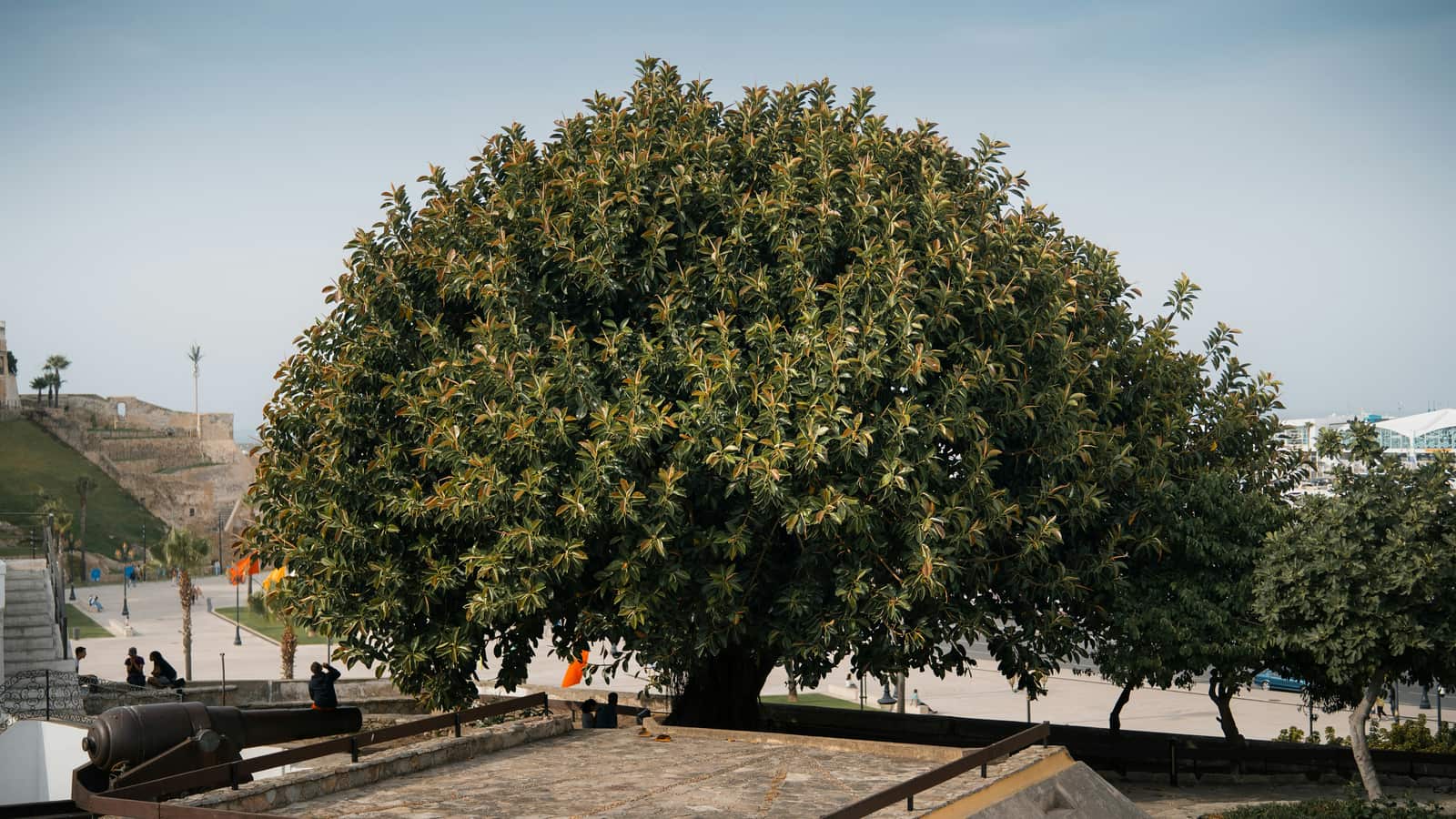 Tree topping Dallas