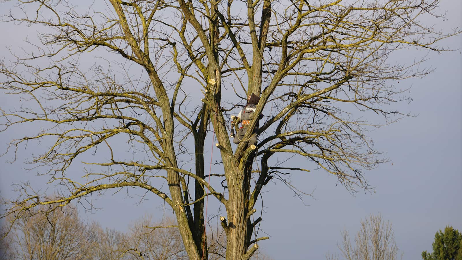 Tree trimming Dallas