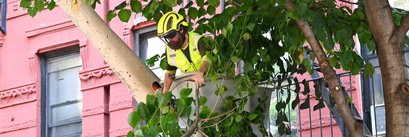 Tree services Dallas-Fort Worth